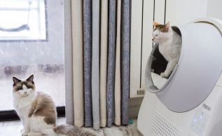 Top 5 Automatic Self Cleaning Litter Box for Cats At Litter Robot