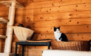 Essential Furniture At Litter Robots That Every Cats Owner Should Have