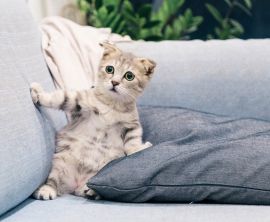 Must Have Cat Essentials for Happy Cats At Litter Robot