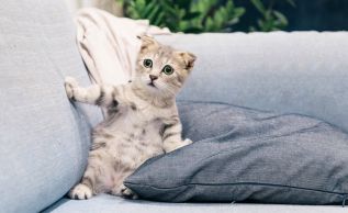 Must Have Cat Essentials for Happy Cats At Litter Robot